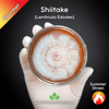 Summer Shiitake (Lentinula Edodes) Live Mycelium Mushroom Culture Spawn Seed