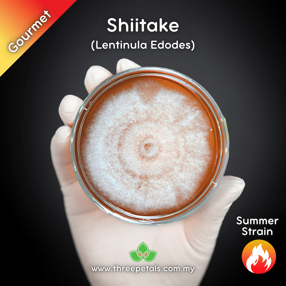 Summer Shiitake (Lentinula Edodes) Live Mycelium Mushroom Culture Spawn Seed