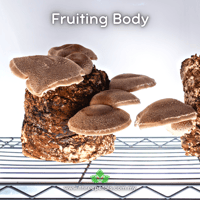 Image 2 of Summer Shiitake (Lentinula Edodes) Live Mycelium Mushroom Culture Spawn Seed