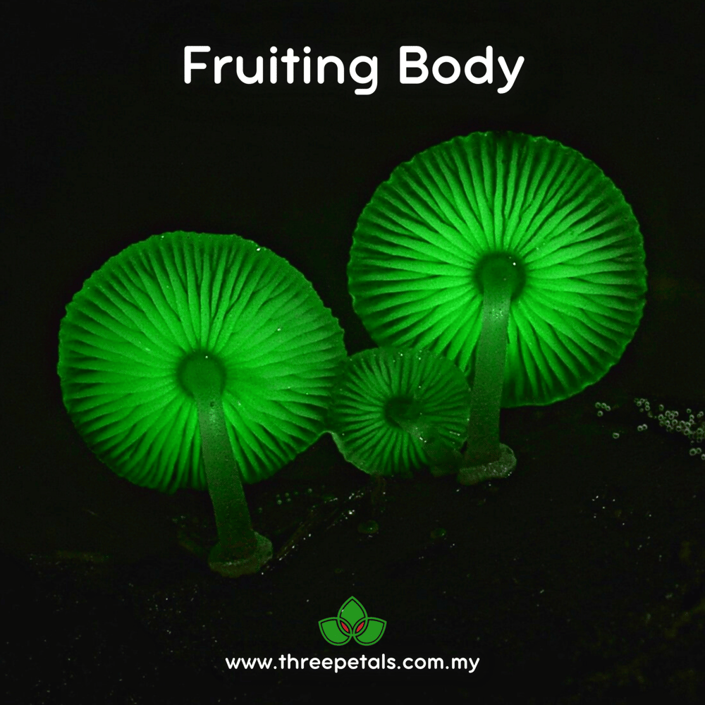 Green Pepe (Mycena Chlorophos) Live Mycelium Mushroom Culture Spawn Seed