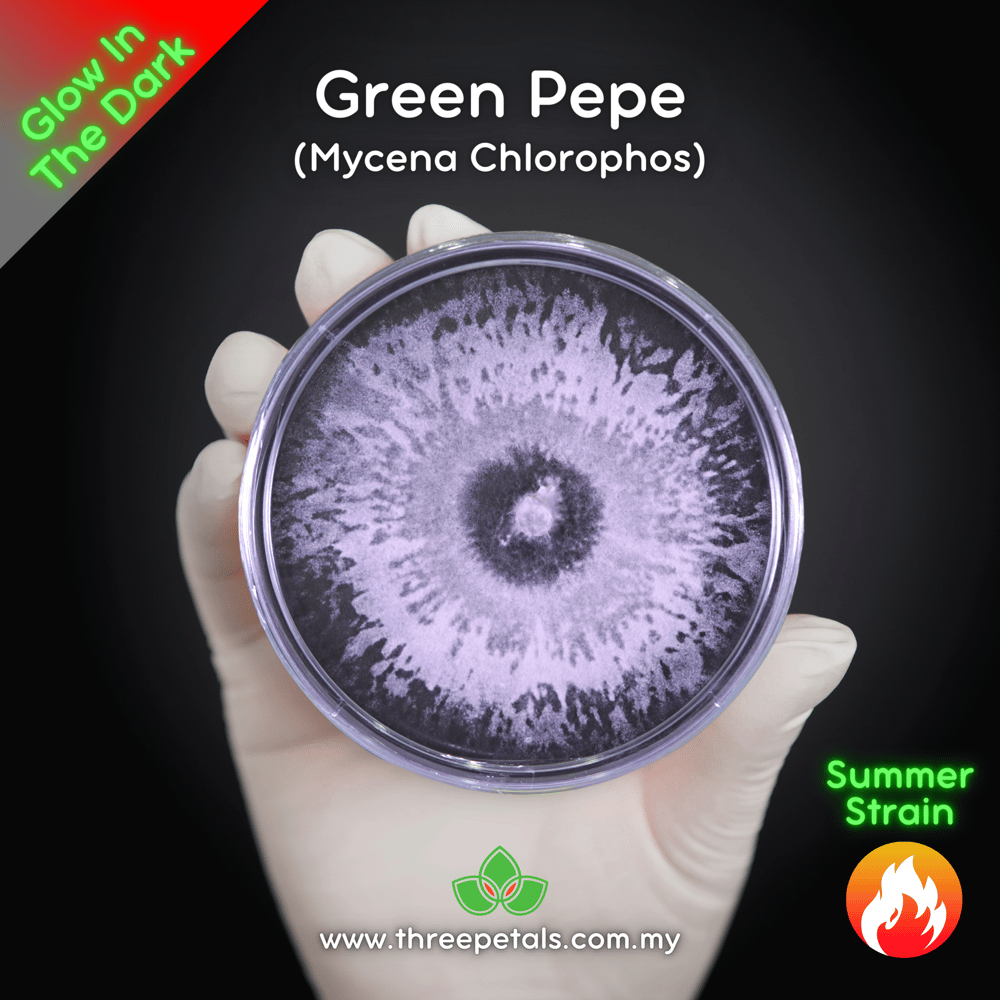 Green Pepe (Mycena Chlorophos) Live Mycelium Mushroom Culture Spawn Seed