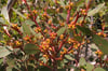 Eucalyptus kitsoniana - Gippsland Mallee