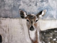 Image 3 of "Look At me"  quality art print deer and girl