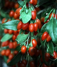 Image 3 of Mushroom Formula