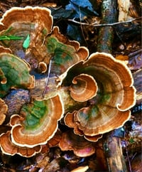 Image 2 of Mushroom Formula