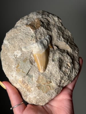 LARGE SHARK TOOTH FOUND IN MATRIX