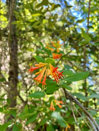 Image 4 of Orange Honeysuckle : Lonicera ciliosa