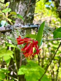 Image 5 of Orange Honeysuckle : Lonicera ciliosa