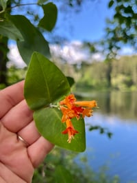 Image 3 of Orange Honeysuckle : Lonicera ciliosa