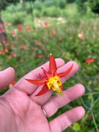 Image 3 of Western Columbine : Aquilegia formosa 