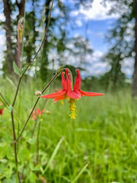 Image 5 of Western Columbine : Aquilegia formosa 