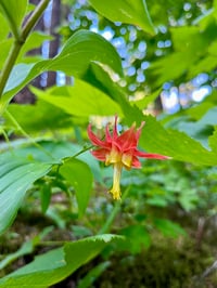 Image 1 of Western Columbine : Aquilegia formosa 