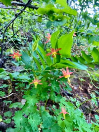 Image 4 of Western Columbine : Aquilegia formosa 