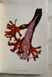 Image 7 of Seashore life and pattern vintage King Penguin book