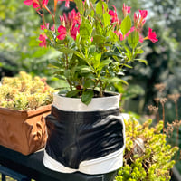 Image 1 of Booty Shorts Planter