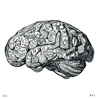 Image 1 of Anatomy Of The Brain