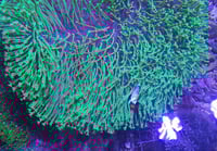 SF Toadstool Heaven 1" frag super long polyps