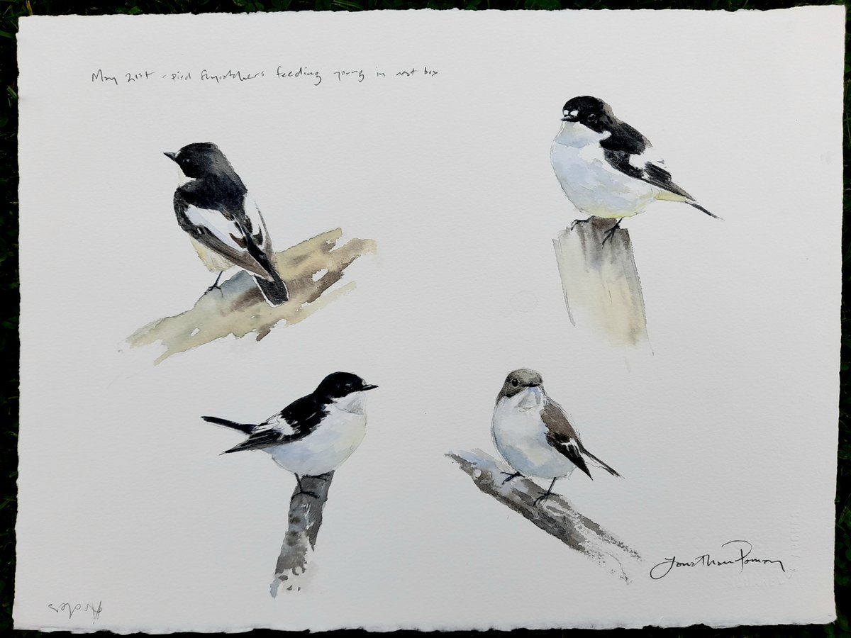 Image of NEW Pied flycatcher studies 