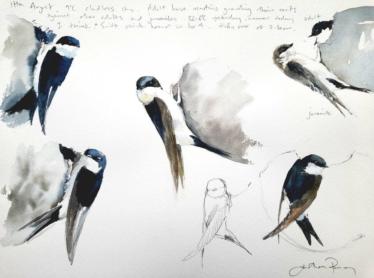 Image of House martin studies