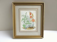 Image 1 of Vintage Botanical Watercolour Painted Print, Sheila Mannes-Abbott 1979, Framed Size 15 x 12 ins 