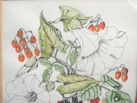 Image 4 of Vintage Botanical Watercolour Painted Print, Sheila Mannes-Abbott 1979, Frame Size 15 x 12 5/8 ins 