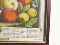 Image 6 of 12 Months of Fruit September 1732 Furber & Casteels, Vintage Art Print, Framed 15 3/10 x 12 8/10 ins