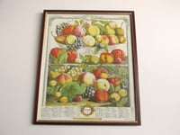 Image 1 of 12 Months of Fruit September 1732 Furber & Casteels, Vintage Art Print, Framed 15 3/10 x 12 8/10 ins