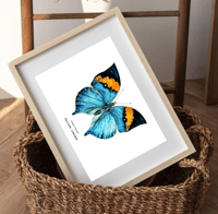 Image 2 of Orange Oakleaf Butterfly Watercolor Illustration PRINT 