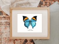 Image 5 of Orange Oakleaf Butterfly Watercolor Illustration PRINT 