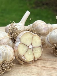 Homegrown Garlic