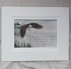 Eagles Wings