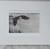 Eagles Wings (plain)