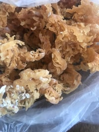 Image 3 of Jamaican Chondrus crispus/Irish moss/ Seamoss (8oz)