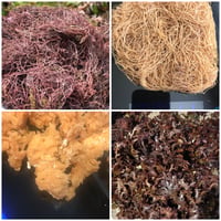 Image 3 of Elderberry seamoss (8oz)