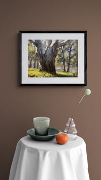 Image 2 of Giant River Red Gum, Dubbo