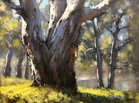 Image 1 of Giant River Red Gum, Dubbo
