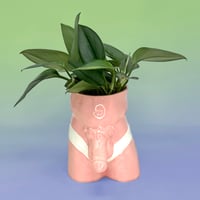 Image 1 of Balls Out Underwear Planters