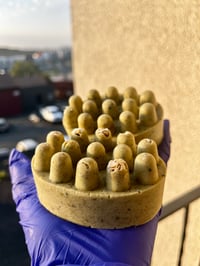Image 1 of Green Tea and Oats Hair Growth Shampoo Bar