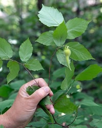 Image 1 of Beaked hazelnut : Corylus cornuta