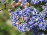 Image 4 of Blue Blossom : Ceanothus thyrsiflorus