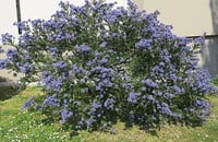 Image 2 of Blue Blossom : Ceanothus thyrsiflorus