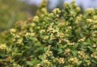 Image 3 of Coyote Bush : Baccharis pilularis