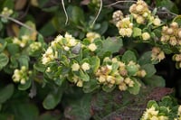 Image 4 of Coyote Bush : Baccharis pilularis