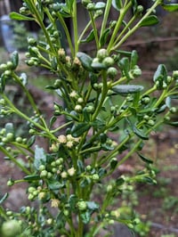 Image 5 of Coyote Bush : Baccharis pilularis