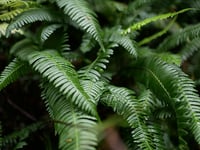 Image 7 of Deer Fern : Struthiopteris spicant