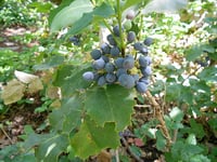 Image 3 of Creeping Oregon Grape : Mahonia repens