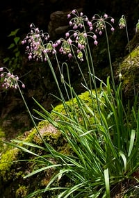 Image 2 of Nodding Onion : Allium cernuum