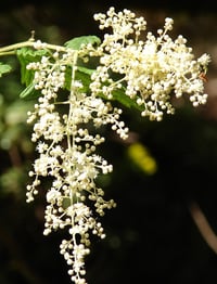 Image 3 of Oceanspray : Holodiscus discolor