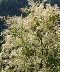 Image 2 of Oceanspray : Holodiscus discolor