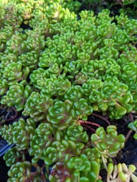 Image 1 of Oregon Stonecrop : Sedum oreganum